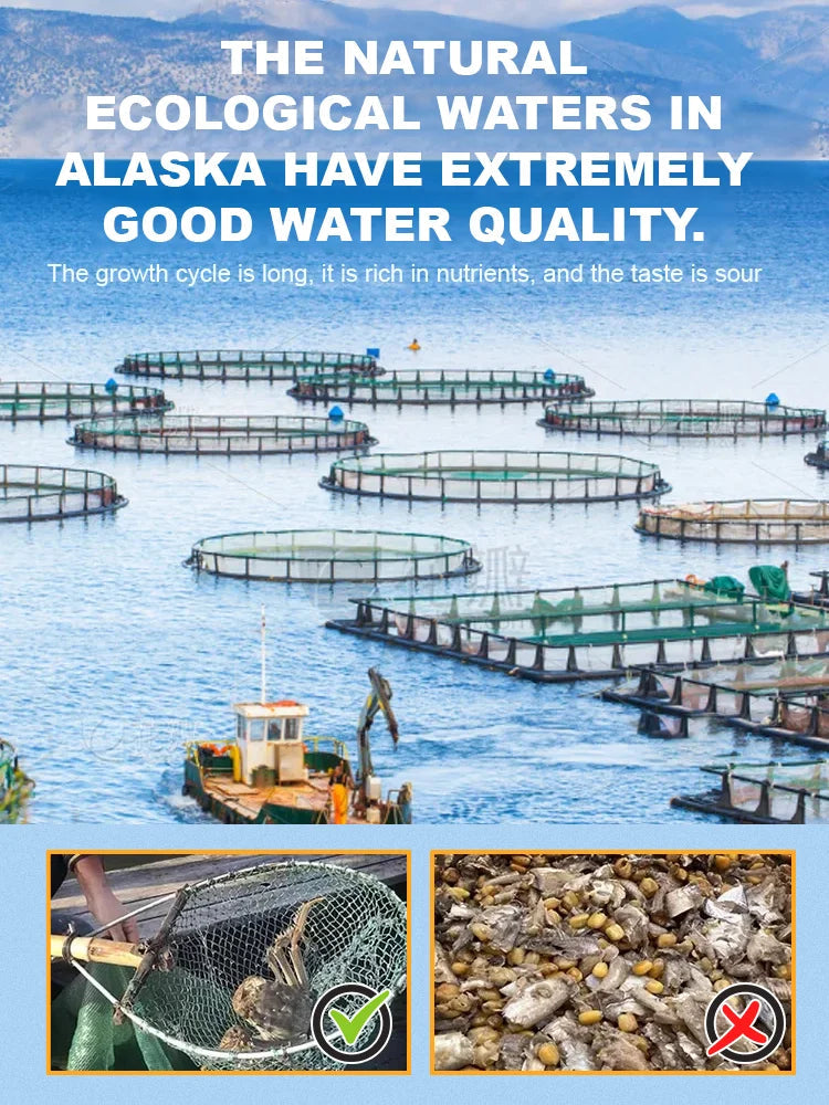 Alaskan Snow Crab Ready-to-Eat Crispy Crab-9YOE9